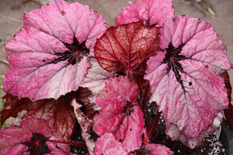 B. ‘Ruby Slippers’